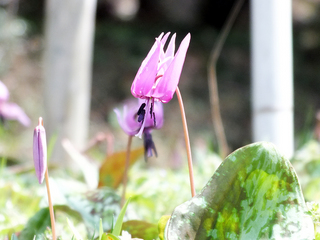 DSCF2640.jpg