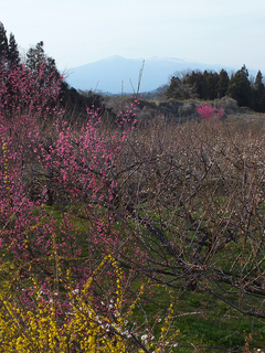 DSCF2695.jpg