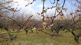 DSCF7777.JPG