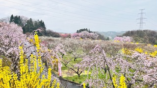 IMG_5380.jpeg