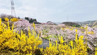 IMG_5381.jpeg