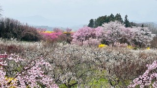 IMG_5382.jpeg