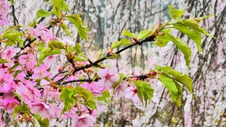 IMG_5388.jpeg