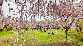 IMG_5390.jpeg