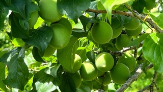 IMG_6175-ec073.jpeg