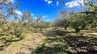 IMG_7386.jpeg