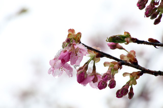 IMG_9876.JPG